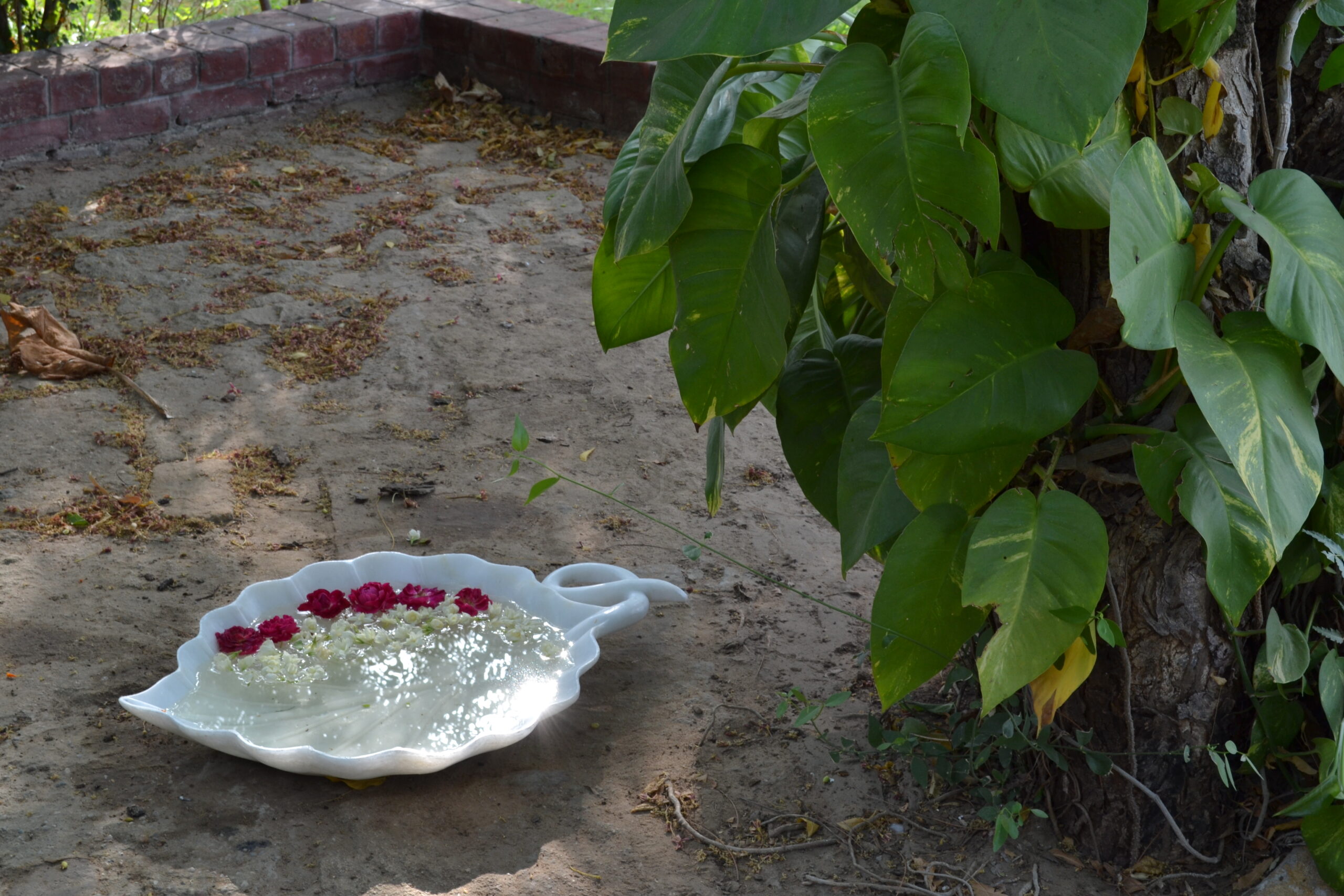 Urli with Leaf - Image 5